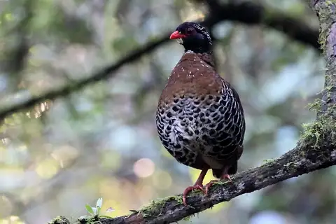 Red-billed Partridge