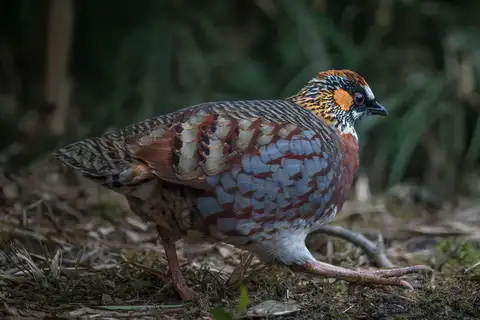 Sichuan Partridge