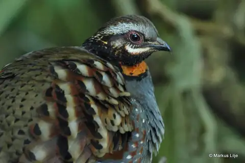 Rufous-throated Partridge