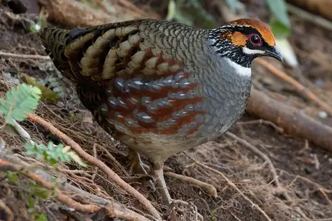 Hill Partridge