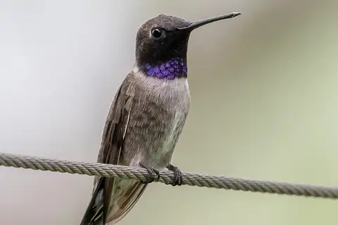 Black-chinned Hummingbird