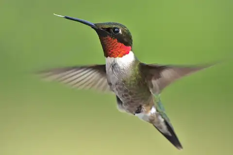 Ruby-throated Hummingbird
