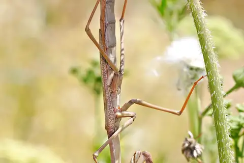 Australian Stick Mantis