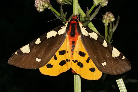 Arctia matronula