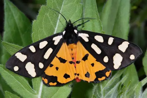Cream-spot Tiger