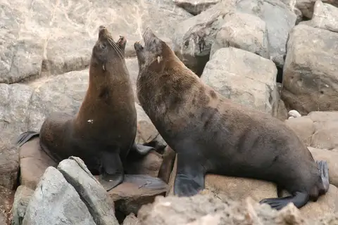 Long-nosed Fur Seal