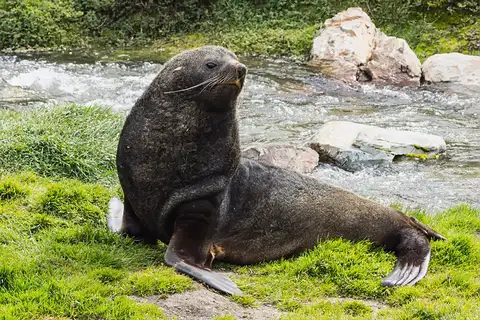 Antarctic Fur Seal