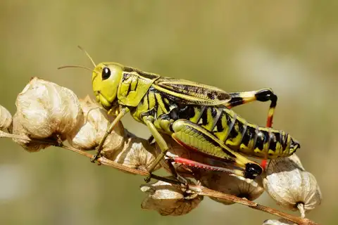 Large Banded Grasshopper