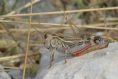 Provence Banded Grasshopper