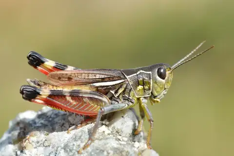 Eastern Banded Grasshopper