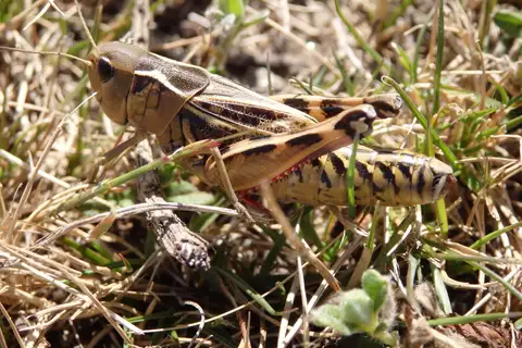 Arcyptera tornosi