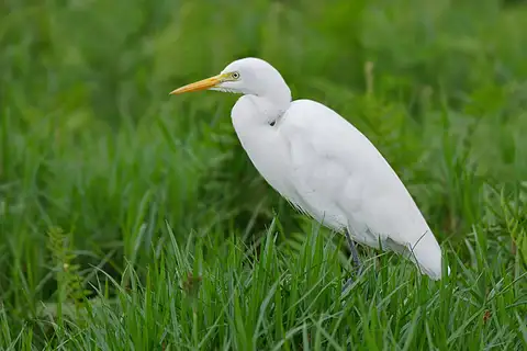 Yellow-billed Egret