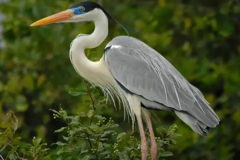 Cocoi Heron