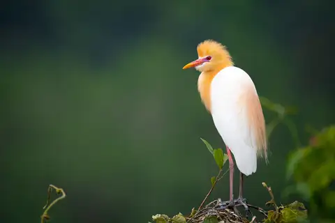 Eastern Cattle Egret