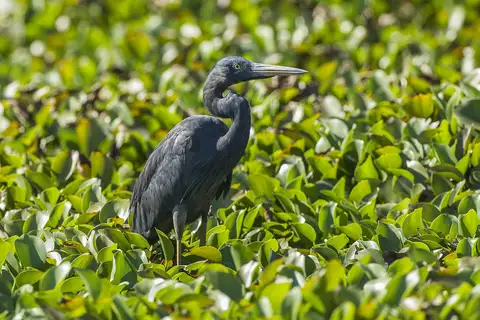 Humblot's Heron