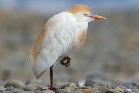 Western Cattle Egret