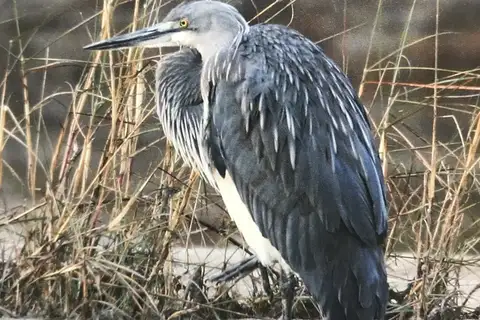 White-bellied Heron