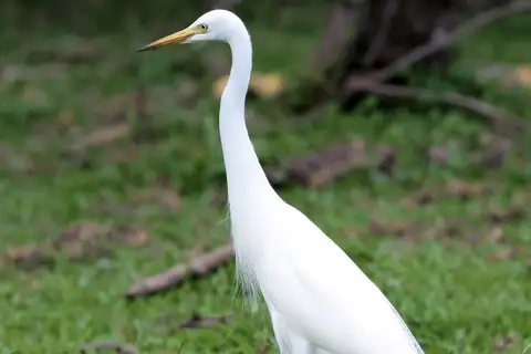 Medium Egret