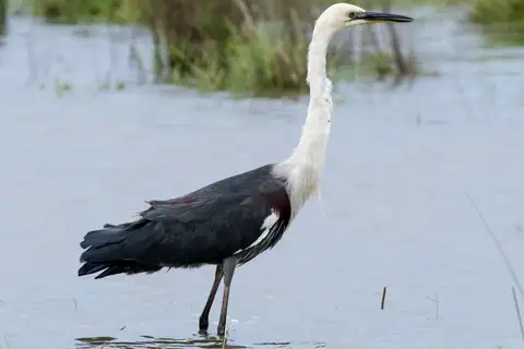White-necked Heron
