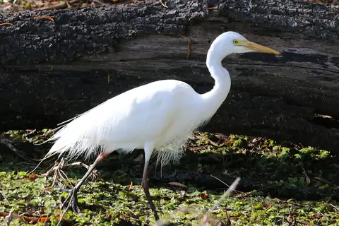 Plumed Egret