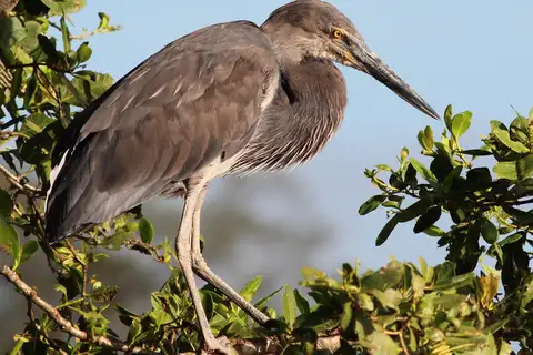 Great-billed Heron