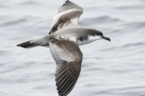 Buller's Shearwater