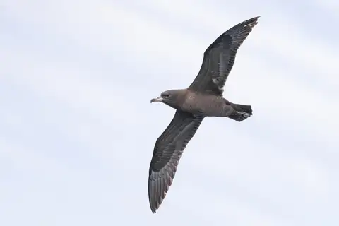Flesh-footed Shearwater
