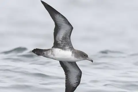 Pink-footed Shearwater