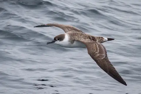 Great Shearwater