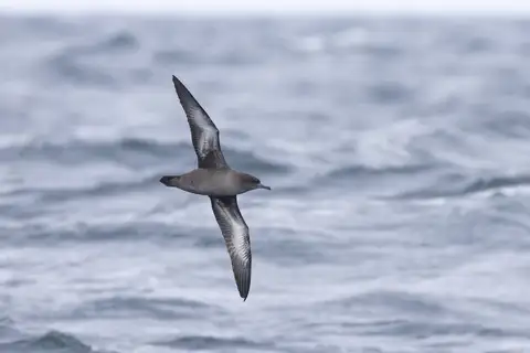 Sooty Shearwater