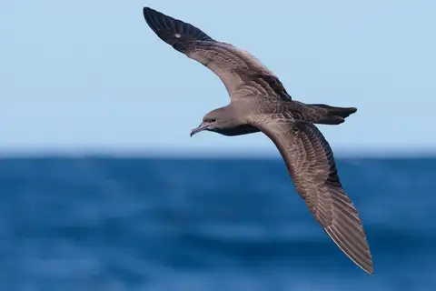 Wedge-tailed Shearwater