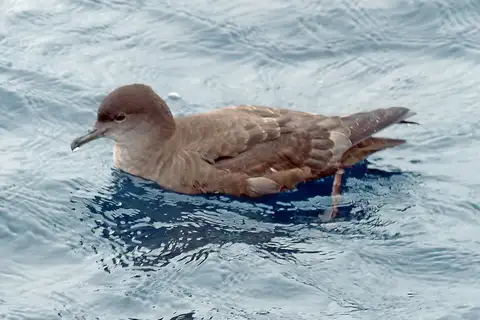 Short-tailed Shearwater