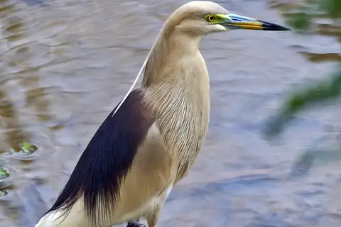 Indian Pond Heron