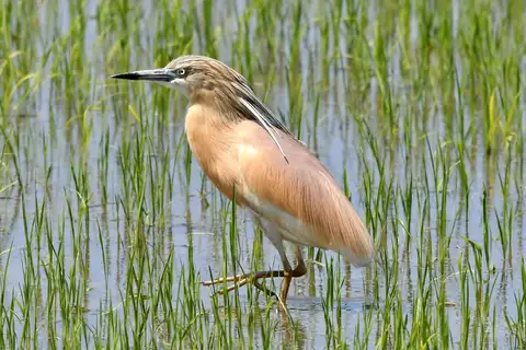 Squacco Heron