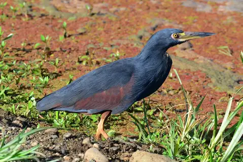 Rufous-bellied Heron