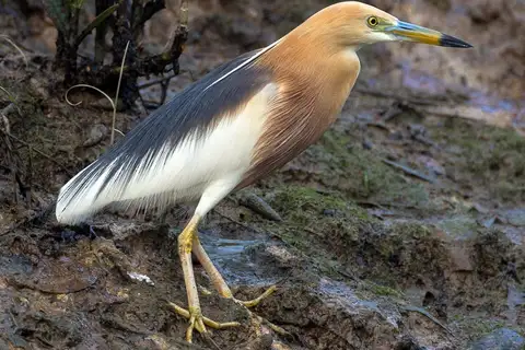 Javan Pond Heron