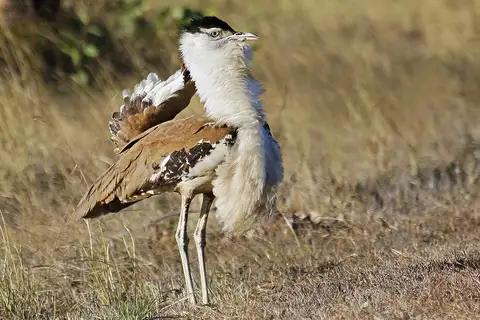 Australian Bustard