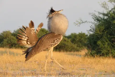 Kori Bustard
