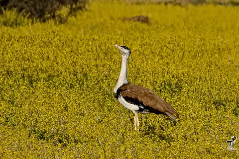 Great Indian Bustard