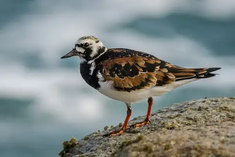 Ruddy Turnstone