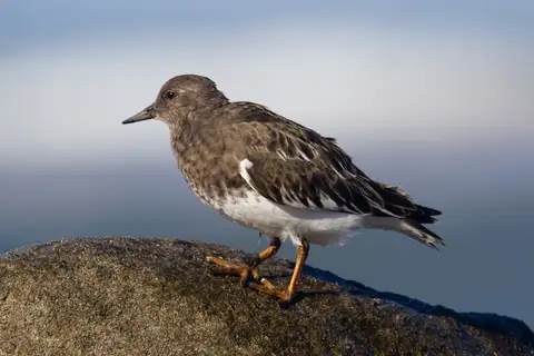 Black Turnstone