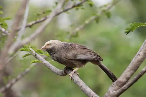 Yellow-billed Babbler