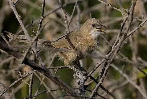 Iraq Babbler