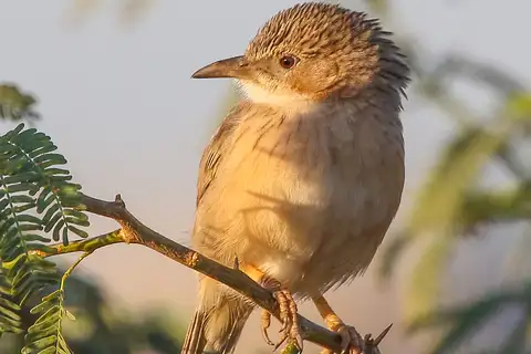 Common Babbler