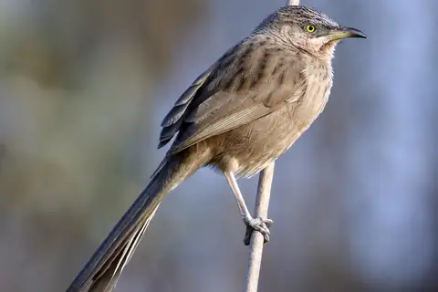 Striated Babbler