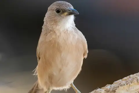 Fulvous Babbler