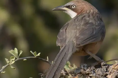 White-throated Babbler