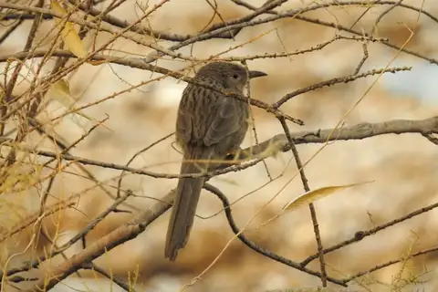 Afghan Babbler
