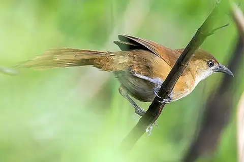 Slender-billed Babbler