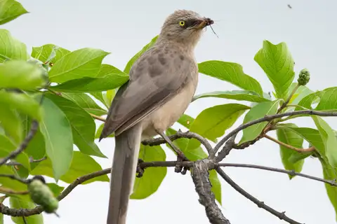 Large Grey Babbler